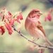 Purple Finch No. 1 - fine art bird photography print of little red bird on branch