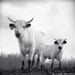 SALE - 7x7 Farm Animal Art Print - Cow Art - Black and White Cow Photograph - Fine Art Photography Print - Cow Art Print "White Park Cattle"