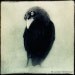 Grackle No. 1 - fine art black and white bird photography print