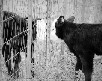 Animal photography, Calf photo, Farm photography, Rustic, Farm wall art, Farm animal photo, Cows, Black and white, 8x10, 11x14, 16x20