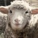 Sheep photo, Farm photography, Country, Rustic, Farm wall art, Lamb, 8x10, 11x14, 16x20, "Richie"