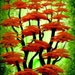 Red Trees Original Painting Art WWAO Jordanka