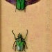 African Flower Beetles Framed Insect Art Display OOAK
