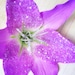 Purple Shimmer Lilly Hair Flower Clip