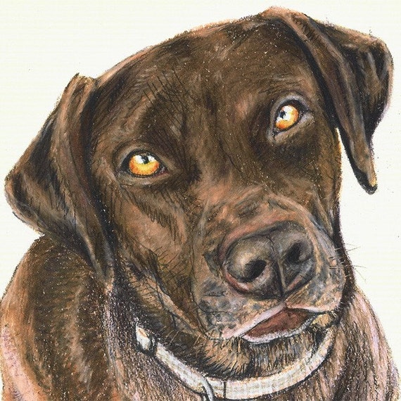 Custom Colored Pencil Pet Portrait by Harry 5 x 7 by HarryBoardman
