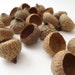 1 ounce of Medium Black Oak Acorn Caps