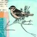 Limited Edition Collage Bird art Print - Sparrow number 29/30