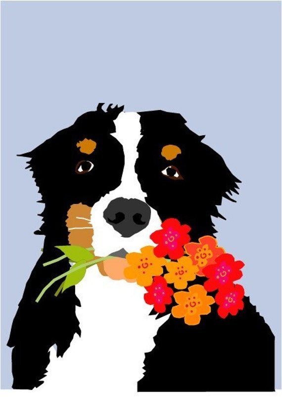australian shepherd e bovaro del bernese bovaro bernese cartolina d u0027auguri 5x7 pollici cartolina australian shepherd e bovaro del bernese bovaro bernese cartolina d u0027auguri 5x7 pollici cartolina