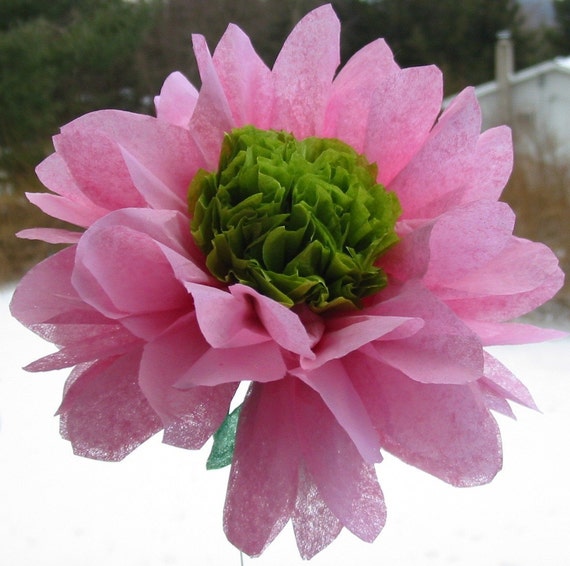 Dozen open tissue paper gerber daisies custom gerbera days