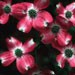 Karen Martwick