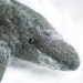 Homer the Baby Gray Whale