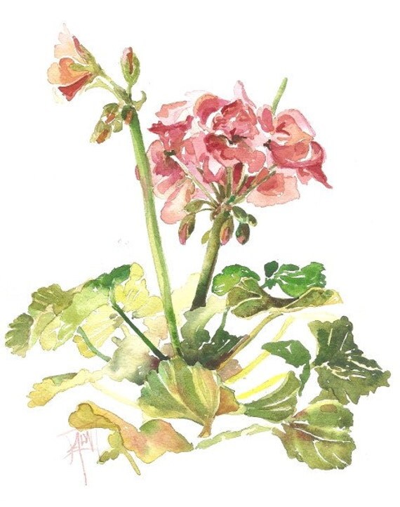 Peachy Pink Geranium Watercolor Print by AmyWoodsWatercolors