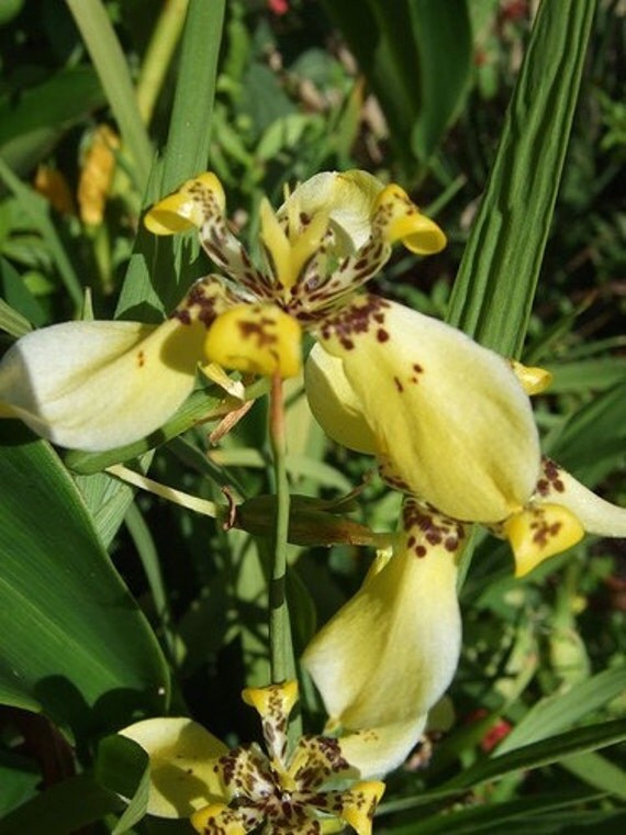 Neomarica longifolia Yellow Walking Iris by mistiaggie on Etsy