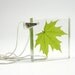 Resin Necklace - Green Leaf Pendant. First Maple Leaf.