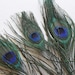 SMALL Peacock Feather Stems, 6 to 7 Inches Long, 6 Pcs