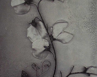 Metal photo art Sweet Pea in Winter 5x7in