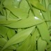 Spring Green Stained Glass Shards for Fine Detailed Mosaic Designing