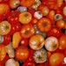 Fabric, Different Color Tomatoes, bolt end