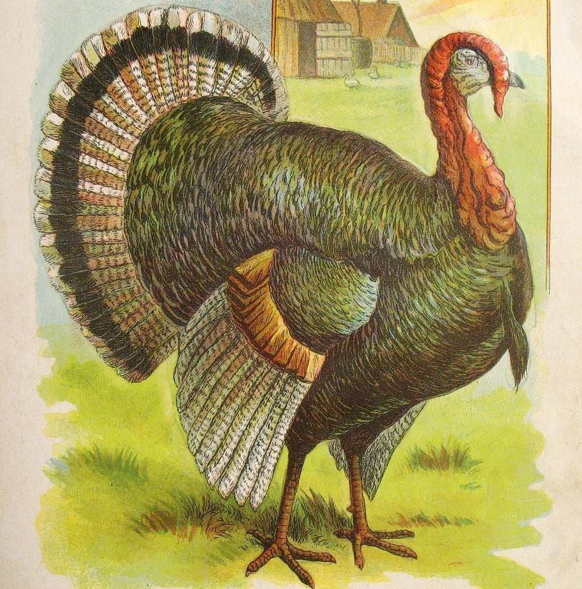 Antique Turkey Print 1930s Thanksgiving lithograph paper