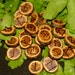 Mysterious Wood Rune Set