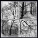 Knight27 MonoChrome Branches Ceramic Coaster Set FREE SHIPPING