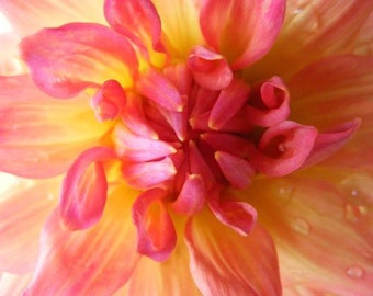Undecided - 5x7 Floral Photograph - Pink and Yellow Dahlia Print - Wall Decor - IN STOCK