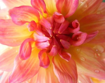 Photography - Undecided - 8x10 Flower Photograph - Pink and Yellow Dahlia Abstract Closeup - IN STOCK