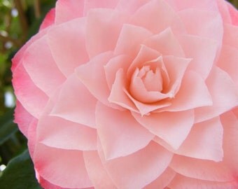 Hint - 8x10 Fine Art Nature Photograph - Camellia Closeup