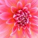 Photography - Hello Dolly Pink - 5x7 Flower Photo - Honeysuckle Pink Dahlia Art Print - IN STOCK