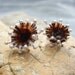 The Organics Collection - Limpet Shell Post on Earrings