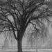 UnderTheWillowTree