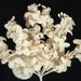 New Velvet Lilacs Leaves Flowers Use for Embellishment Fascinators Costumes Weddings Millinery Dolls Bridal WHITE