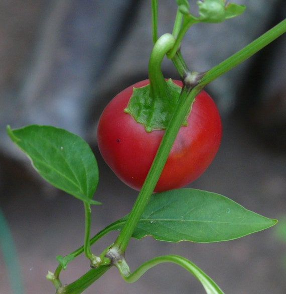 Hot Cherry Pepper seeds by fluffnflowers on Etsy