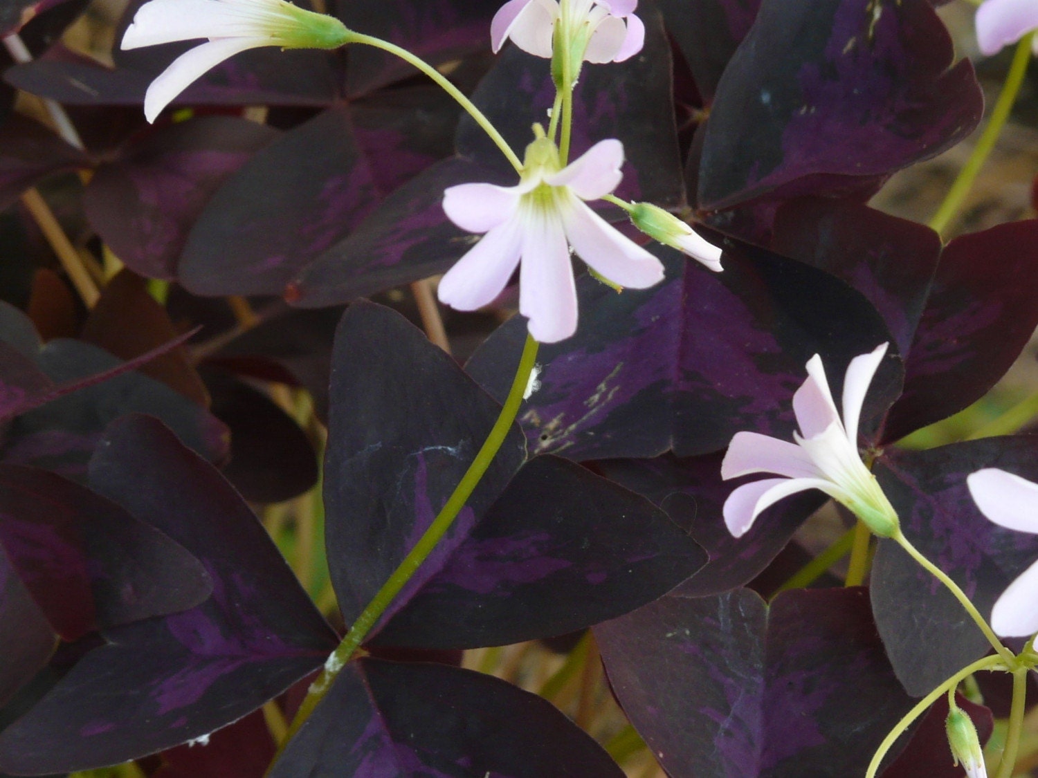 Purple shamrock