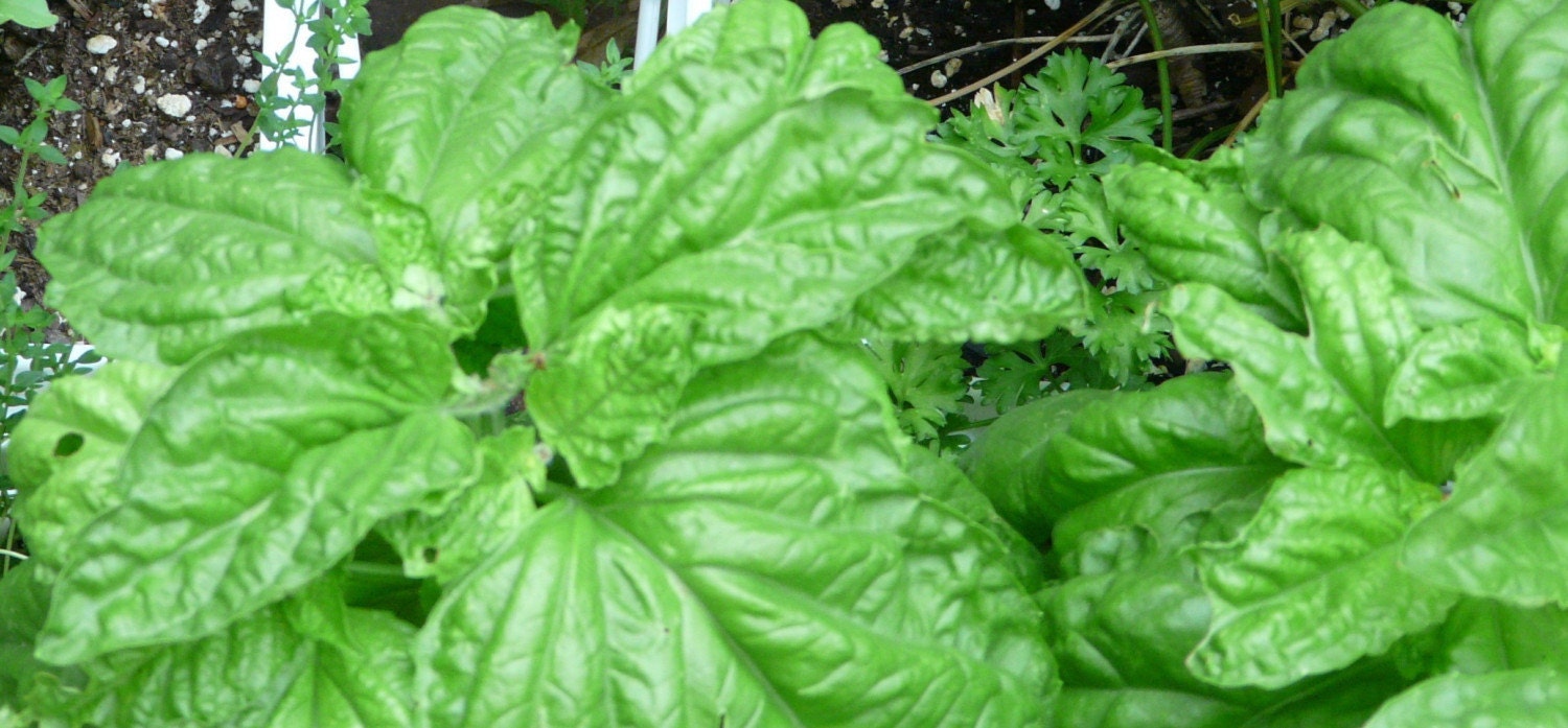 Lettuce Leaf basil seeds