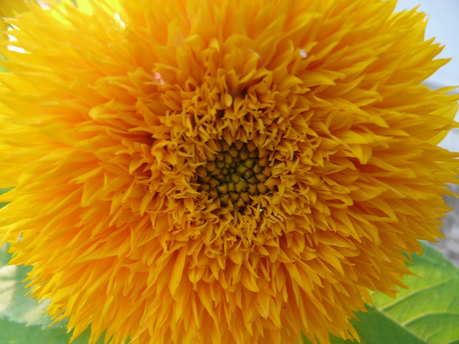 teddy bear holding a sunflower