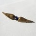 RESERVED - SALE - Speak Now - antique Victorian brass and cobalt blue stone wings brooch