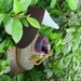 Buffalo's Boot Bird House