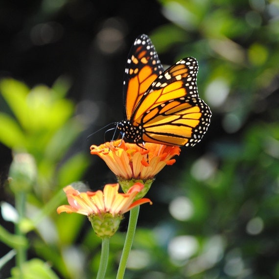 Items similar to Monarch Butterfly Fine Art Photograph on Etsy