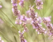 Items similar to Lavender Bedroom Wall Art, flower photography, bedroom