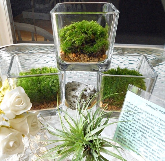 Items similar to Terrarium, 3 Terrariums, Office, Home, Apartment, Moss