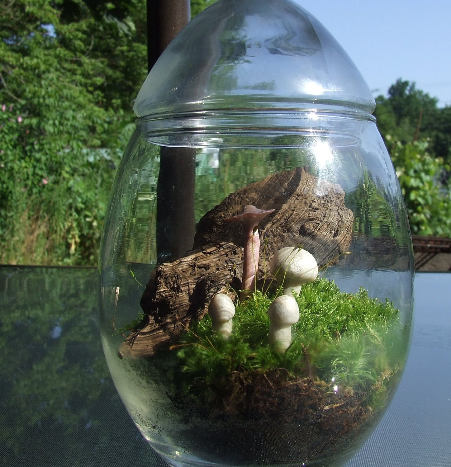 moss terrarium ecosystem with little mushrooms and driftwood moss terrarium ecosystem with little mushrooms and driftwood