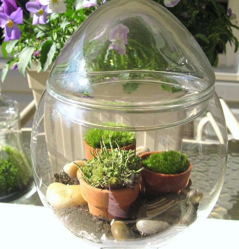 Vintage Glass Terrarium 8