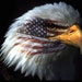 Mature Patriotism Sacred White Tailed Bald Eagle American National Flag Giclée Printed Sew on Patch-es Frame Able Art Crafts FREE S/h MbG