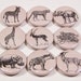 Vintage Animal Ephemera 1 Inch Pinback Buttons - Set of Six