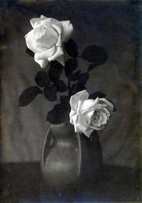 White Roses in Ceramic Vase Still life Black and White Vintage