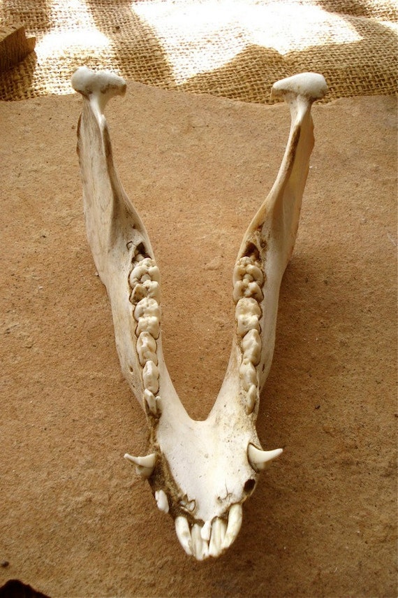 Real Natural Jaw Bones Pig Canine Animal Skeleton for