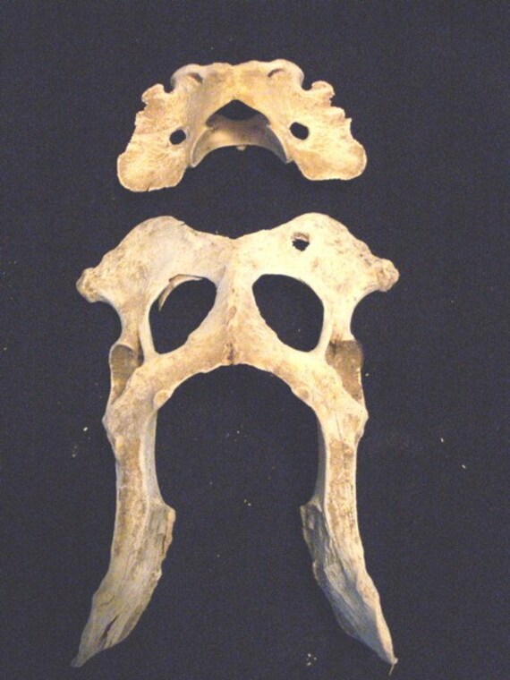 Natural Animal Critter Raccoon Pelvic and Unknown Vertebrae