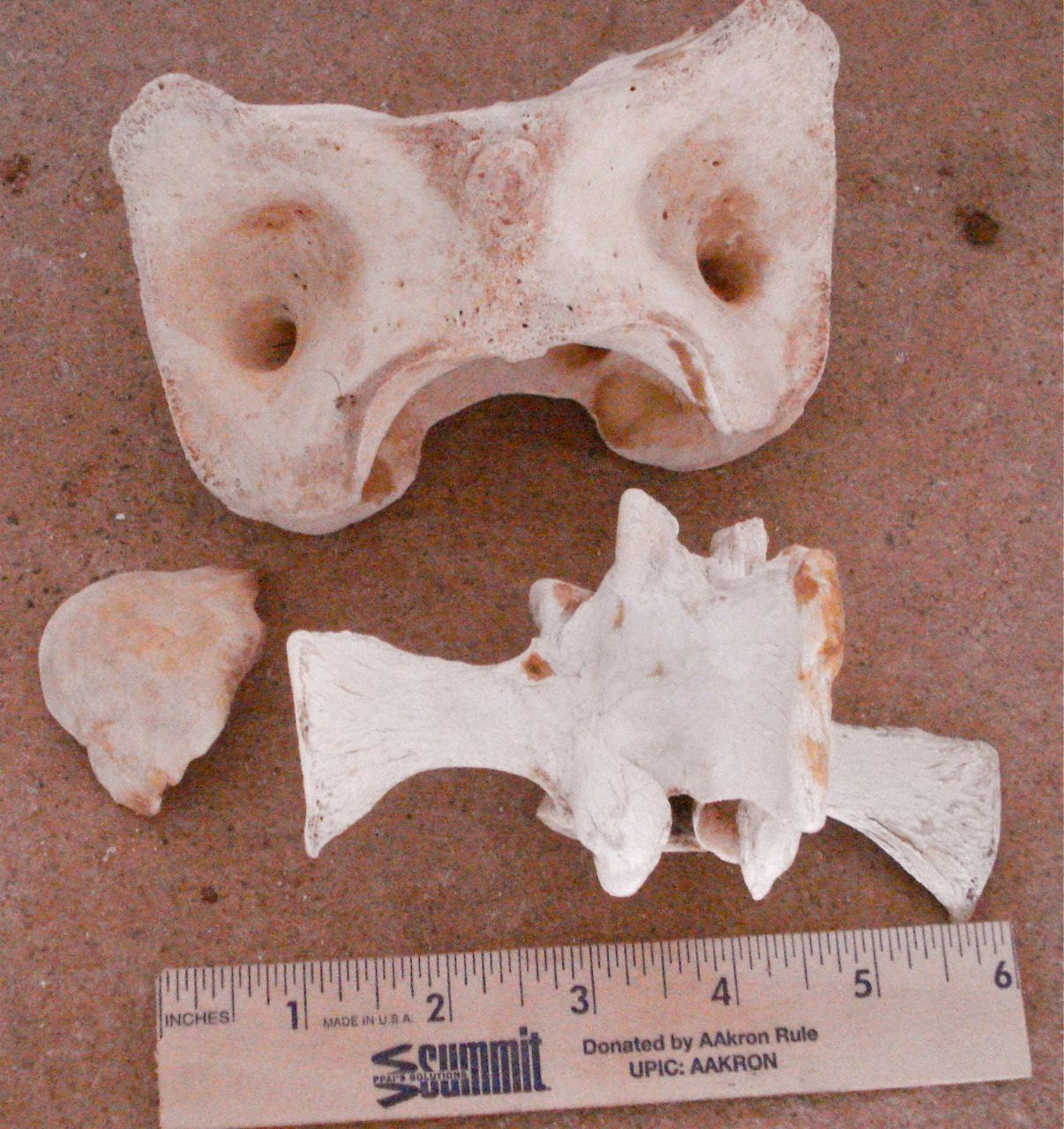 Cow Bone Animal Atlas Vertebrae Vertebra Real Natural Bones