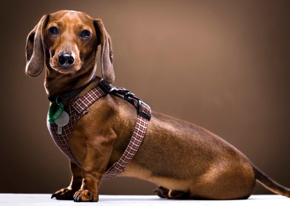 doxie harness